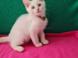 REDPOİNT BRİTİSH SHORTHAİR YAVRULARIMIZ SİZLERİ BEKLİYOR