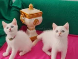 Redpoi̇nt Bri̇ti̇sh Shorthai̇r Yavrularimiz Si̇zleri̇ Bekli̇yor
