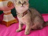 Black Golden British Shorthair yavrumuz sizleri bekliyor