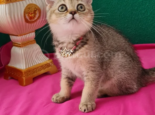 Black Golden British Shorthair Yavrumuz Sizleri Bekliyor