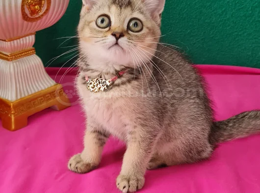 Black Golden British Shorthair Yavrumuz Sizleri Bekliyor görsel