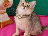 Black Golden British Shorthair Yavrumuz Sizleri Bekliyor