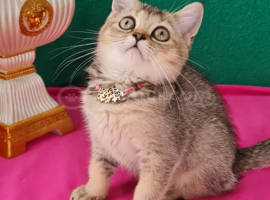 Black Golden British Shorthair Yavrumuz Sizleri Bekliyor görsel