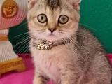 Black Golden British Shorthair Yavrumuz Sizleri Bekliyor