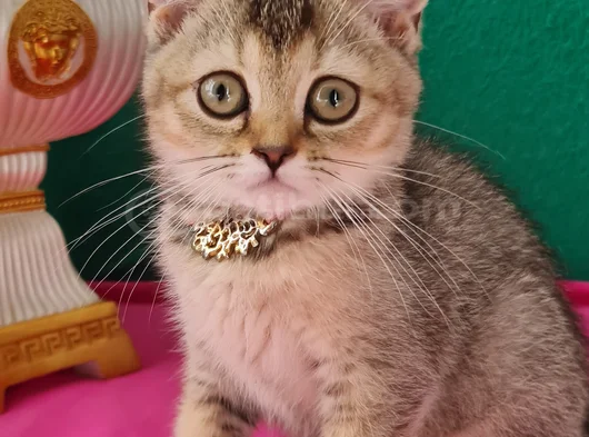 Black Golden British Shorthair Yavrumuz Sizleri Bekliyor görsel