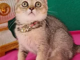 Black Golden British Shorthair Yavrumuz Sizleri Bekliyor