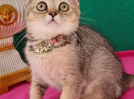 Black Golden British Shorthair Yavrumuz Sizleri Bekliyor görsel