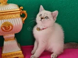 Li̇ngspoi̇nt Bri̇ti̇sh Shorthai̇r Vc Eği̇ti̇mli̇ Evci̇lmen Oyuncu