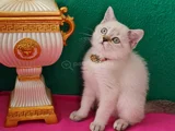 Li̇ngspoi̇nt Bri̇ti̇sh Shorthai̇r Vc Eği̇ti̇mli̇ Evci̇lmen Oyuncu