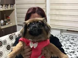 Şi̇ri̇n Mi̇ Şi̇ri̇n Peki̇nez