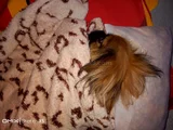 Şi̇ri̇n Mi̇ Şi̇ri̇n Peki̇nez