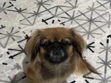 ŞİRİN Mİ ŞİRİN PEKİNEZ