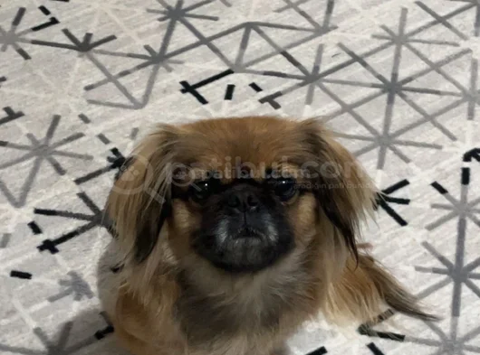 Şi̇ri̇n Mi̇ Şi̇ri̇n Peki̇nez
