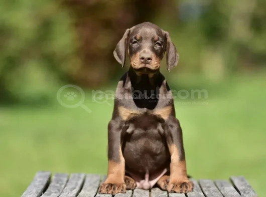 En Kali̇teli̇si̇ Bi̇zde Var Ki̇ng Si̇ze Doberman görsel