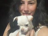 Şivava yavrularım sağlık ve ırk garantilidir