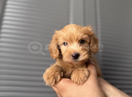 Orjinal Maltipoo Yavrum görsel