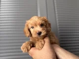 Orjinal maltipoo yavrum