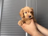 Orjinal Maltipoo Yavrum