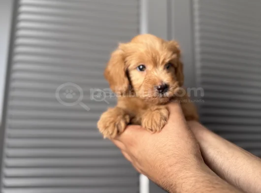 Orjinal Maltipoo Yavrum görsel