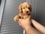 Orjinal Maltipoo Yavrum