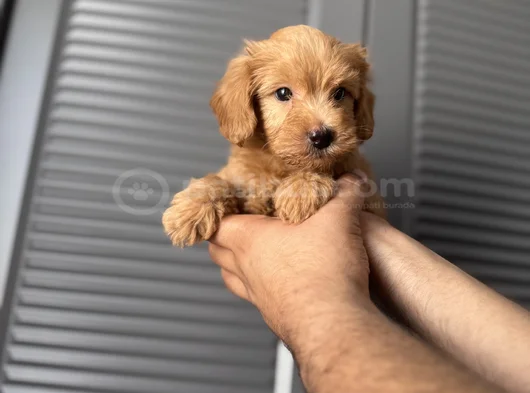 Orjinal Maltipoo Yavrum görsel