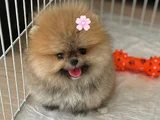 MİNİ BOY POMERANİAN BOO DİŞİ
