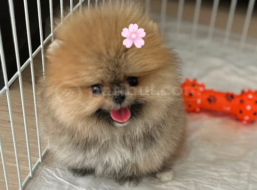 Mi̇ni̇ Boy Pomerani̇an Boo Di̇şi̇