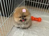 Mi̇ni̇ Boy Pomerani̇an Boo Di̇şi̇