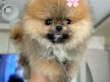 Mi̇ni̇ Boy Pomerani̇an Boo Di̇şi̇