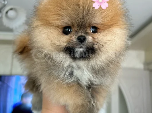 Mi̇ni̇ Boy Pomerani̇an Boo Di̇şi̇ görsel