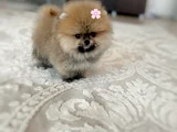 Mi̇ni̇ Boy Pomerani̇an Boo Di̇şi̇