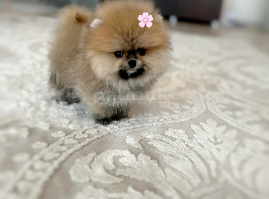 Mi̇ni̇ Boy Pomerani̇an Boo Di̇şi̇ görsel