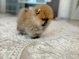 Mi̇ni̇ Boy Pomerani̇an Boo Di̇şi̇