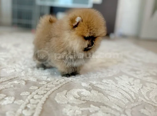 Mi̇ni̇ Boy Pomerani̇an Boo Di̇şi̇ görsel