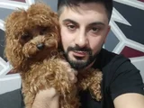 Toy poodle yeni doğmuş
