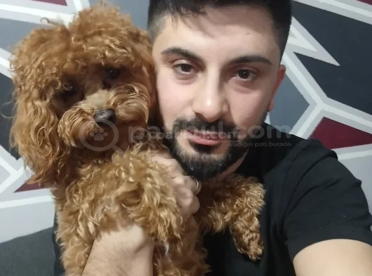 Toy Poodle Yeni Doğmuş