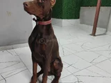 Ana Baba Scr Li 2 Aylık Doberman Yzvrulari