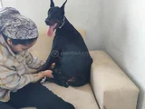 Ana Baba Scr Li 2 Aylık Doberman Yzvrulari