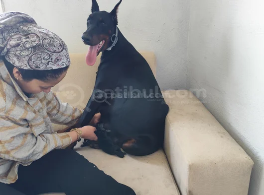 Ana Baba Scr Li 2 Aylık Doberman Yzvrulari görsel