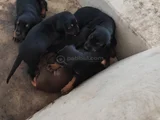 Ana Baba Scr Li 2 Aylık Doberman Yzvrulari