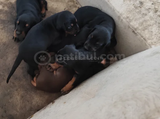 Ana Baba Scr Li 2 Aylık Doberman Yzvrulari görsel