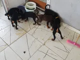 Ana Baba Scr Li 2 Aylık Doberman Yzvrulari