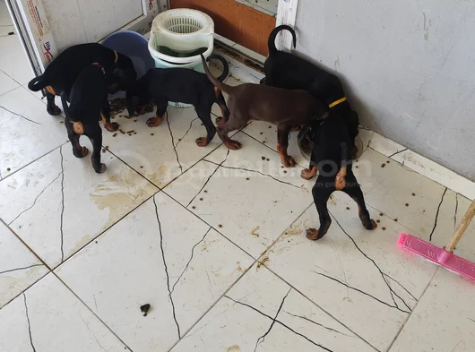Ana Baba Scr Li 2 Aylık Doberman Yzvrulari görsel