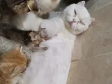 Oyuncu Bebişlerimiz
