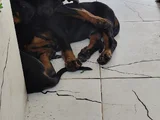 Ana baba scr li 2 aylık Doberman yzvrulari