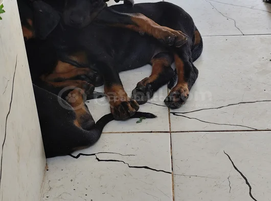 Ana Baba Scr Li 2 Aylık Doberman Yzvrulari