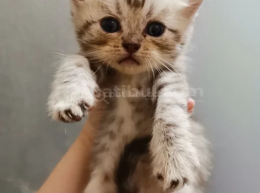 Oyuncu Bebişlerimiz görsel