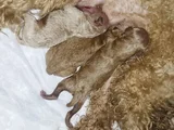Toy Poodle Yeni Doğmuş
