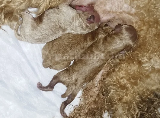 Toy Poodle Yeni Doğmuş görsel