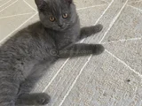 güzel kızım leydı